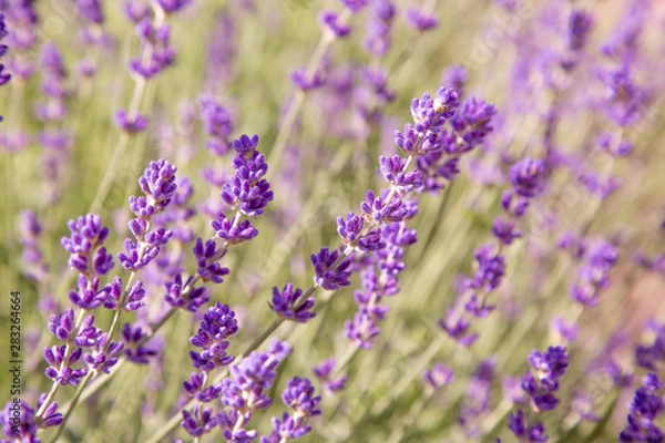 Fototapeta Floral background of lavender blooming. Purple lavender flowers on natural background.