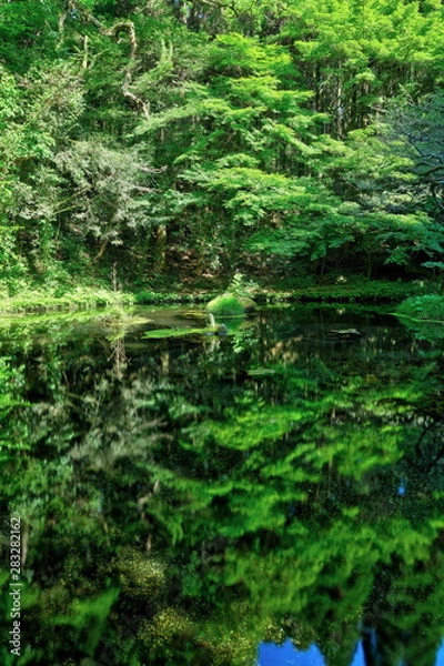 Fototapeta 山吹水源