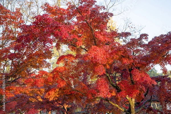 Fototapeta 奈良公園の紅葉