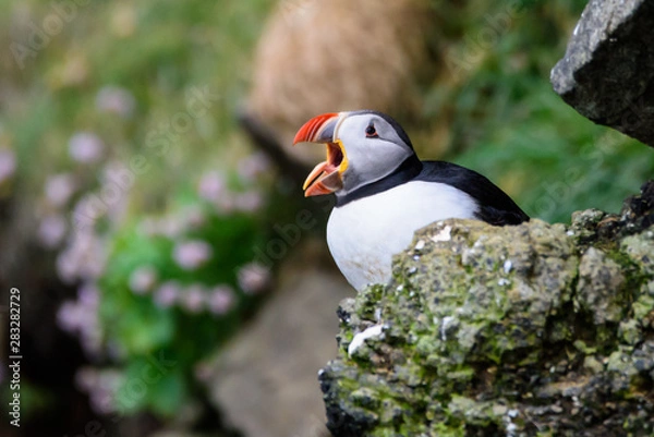 Fototapeta puffin calling