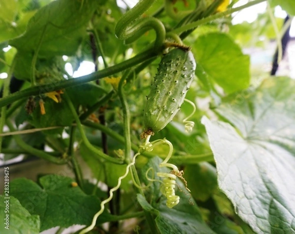 Fototapeta ..fresh green cucumber grows on a bed.....