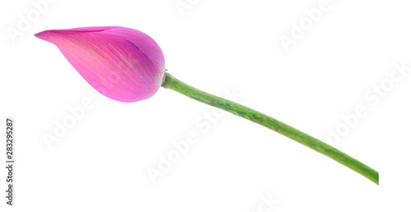 Fototapeta Lotus flower. Isolated with a white background