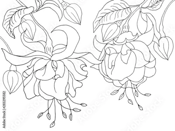 Fototapeta Fuchsia hanging flowers isolated on white background. Elements for coloring, decor. Vector image.