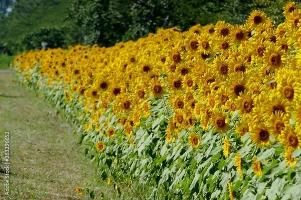 Obraz 《ひまわりロード》秋田県大潟村