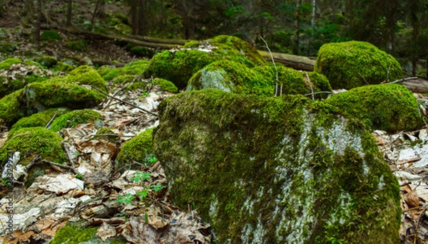 Obraz waterfall in the forest