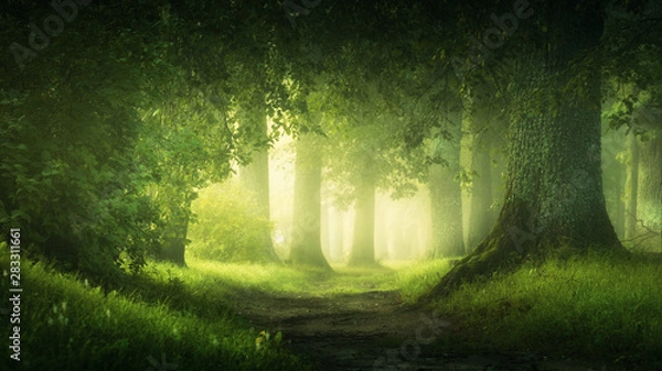 Obraz fairy tale forest