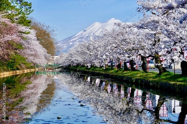Obraz 《弘前公園の桜》青森県弘前市