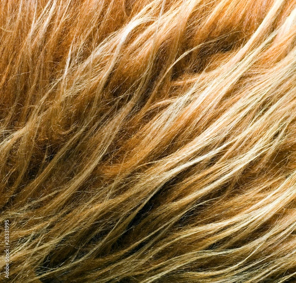 Obraz pelage parch scrape