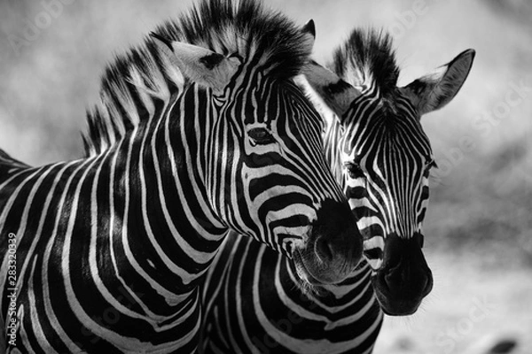 Obraz bliska zebry