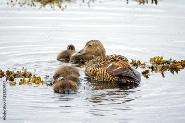Obraz Common Eider