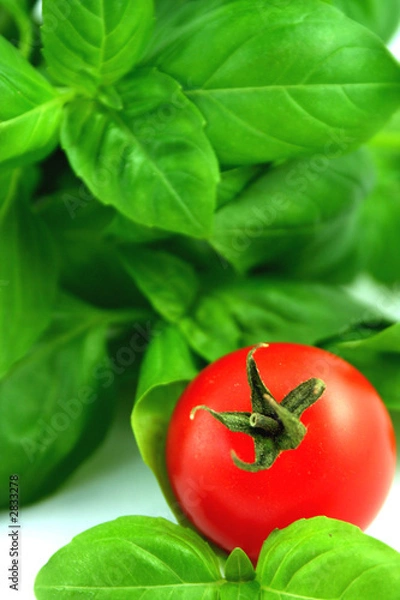 Fototapeta fresh basil and tomato