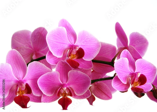 Obraz pink orchid