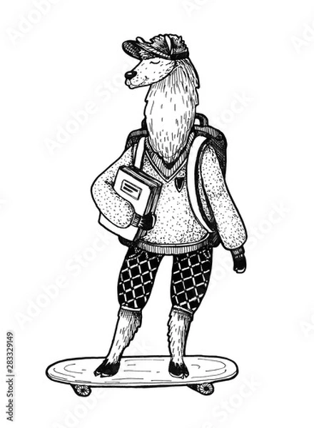 Fototapeta Smart lama with backpack and book on a skateboard
