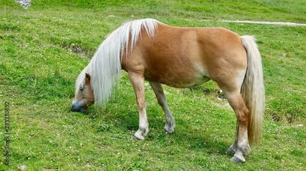 Obraz Halflinger Pferde in Südtirol, in den Bergen