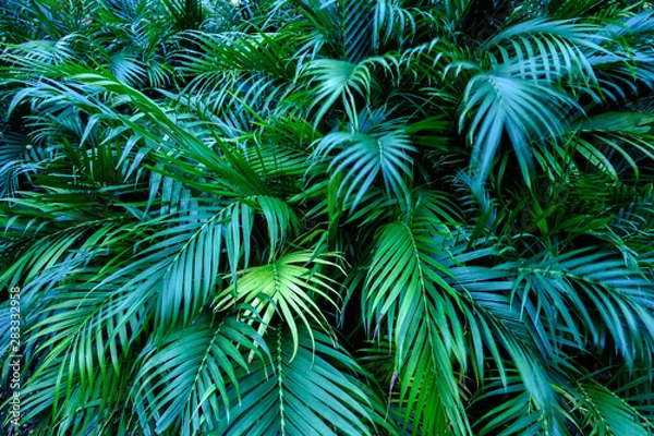 Fototapeta Tropical Palm leaves for background, Green leaves of tropical forest plant for nature pattern and background, Sweet Spring concept, design with copy space for text. soft focus.