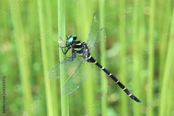 Obraz オニヤンマ