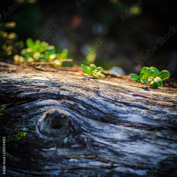 Obraz ameise auf baumstamm