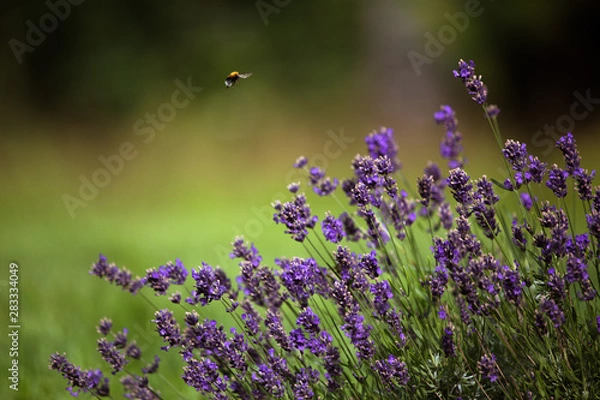 Obraz biene und lavendel