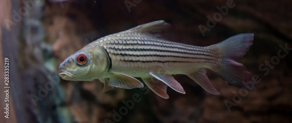 Obraz Striped barb (Probarbus jullieni) native fish in Thailand