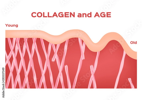 Fototapeta collagen in younger skin and aging graphic vector / age