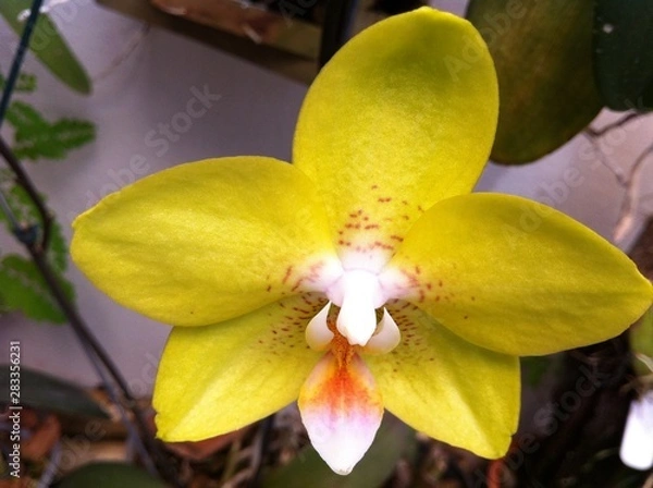 Obraz Orquidea 08