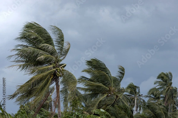 Obraz Beginning of tornado or hurricane winding and blowing coconut palms tree with dark storm clouds. Rainy season in the tropical