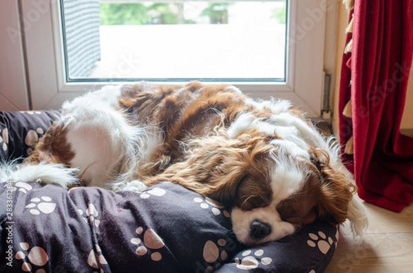 Fototapeta Adorable dog – Cavalier King Charles Spaniel – sleeping on a pillow