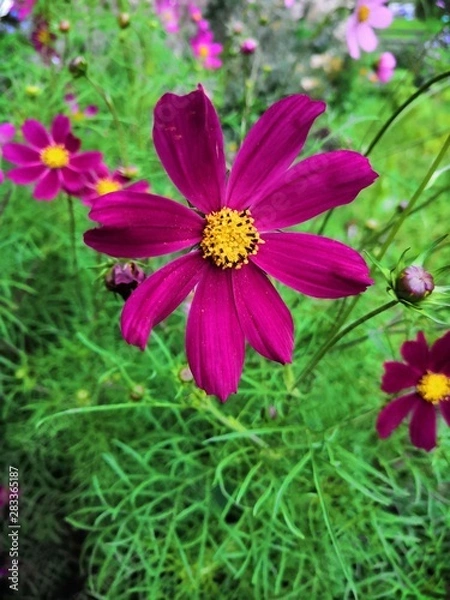 Obraz flowers in the garden