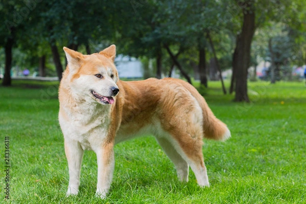 Obraz female dog of japanese breed akita inu with white and red fluffy coat standing on green grass