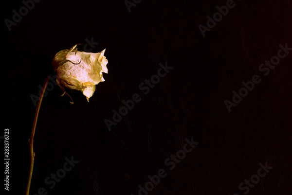 Fototapeta Wilted white rose on a dark background close up in retro style