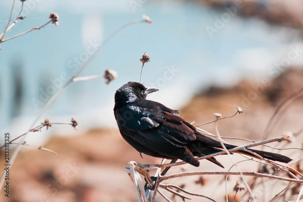 Obraz Black Bird on Branch