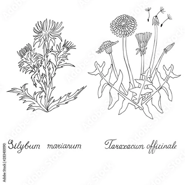 Fototapeta Thistle and Dandelion hand drawn. Silybum marianum and Tarazacum officinale