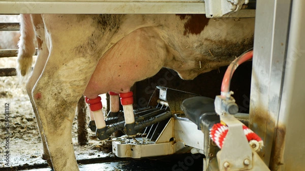 Fototapeta Robotic cow milking machine unique intelligent robotic arm detail laser guided teat attachment. Robot milk barn production hi-tech dairy farm modern technology streamline, modern technological