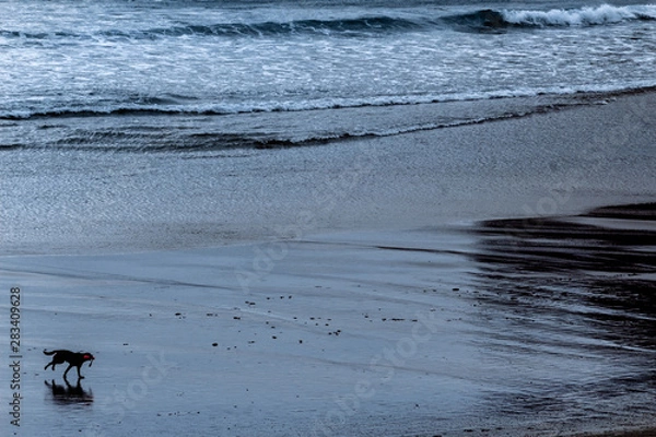 Obraz perro corriendo en la playa