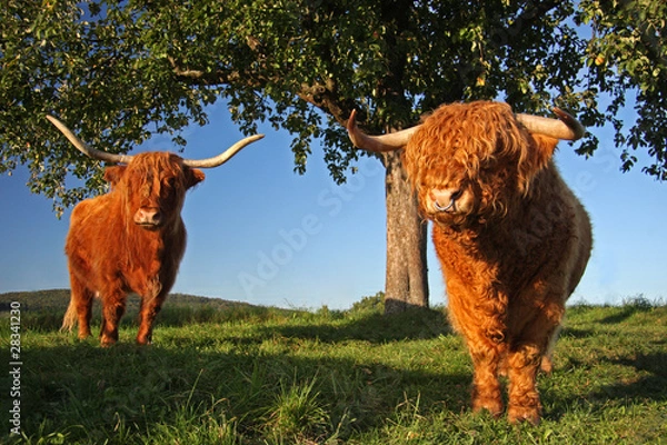 Obraz Schottisches Hochlandrind in Abendsonne