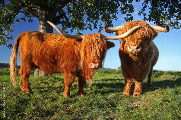 Obraz Schottisches Hochlandrind in Abendsonne