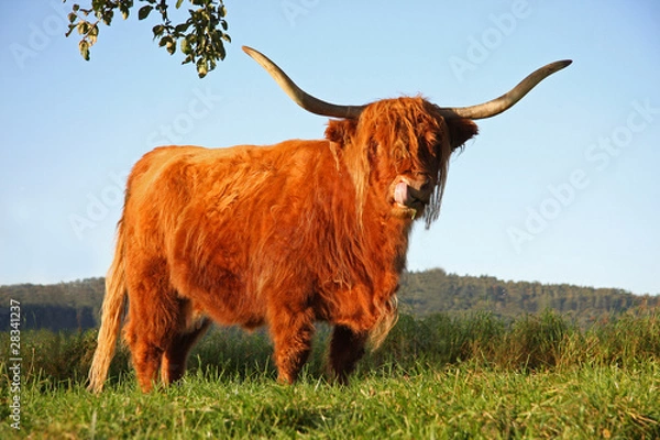 Obraz Schottisches Hochlandrind in Abendsonne