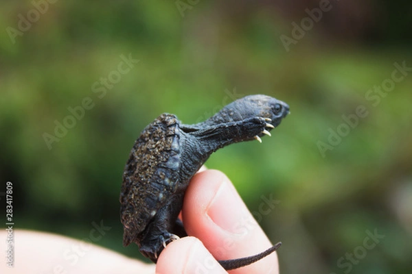 Obraz Baby Snapping Turtle