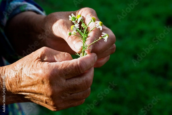 Fototapeta Bouquet of daisies in old grandma's hands close-up