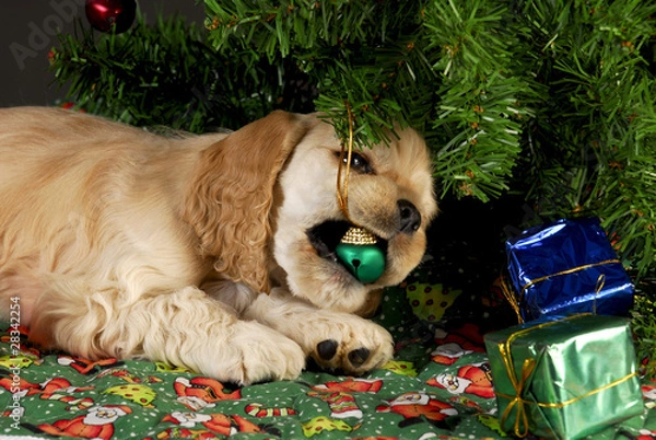 Obraz bad christmas puppy