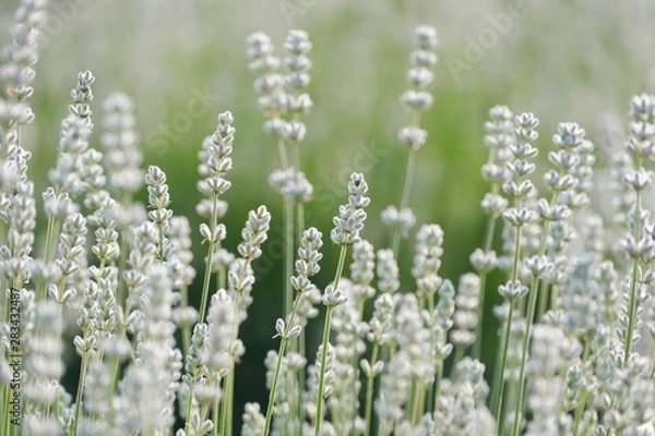 Obraz 《美郷町のラベンダー園》秋田県美郷町