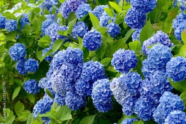 Obraz 雲昌寺（あじさい寺）秋田県男鹿市