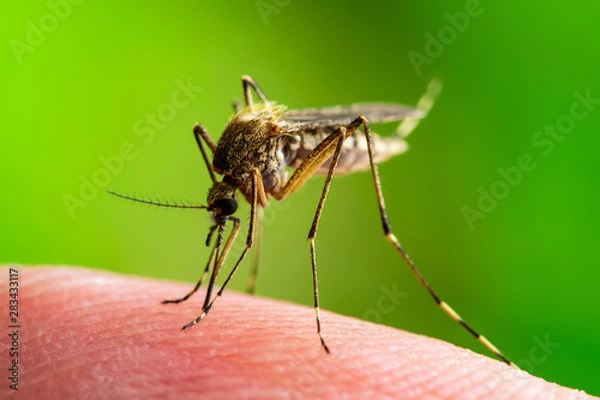 Obraz Encephalitis, Yellow Fever, Malaria Disease, Mayaro or Zika Virus Infected Culex Mosquito Parasite Insect Macro on Green Background
