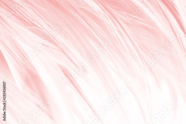 Fototapeta Beautiful soft pink vintage color trends wool feather pattern texture background
