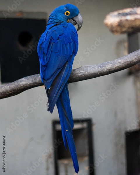 Obraz blue and gold macaw