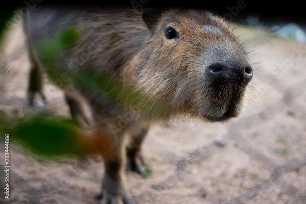 Fototapeta capybara