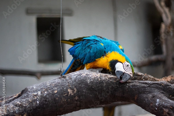 Obraz blue and yellow macaw