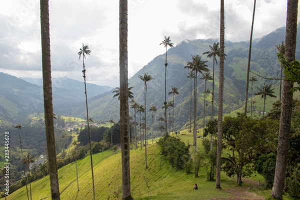 Obraz Valle de Cocora