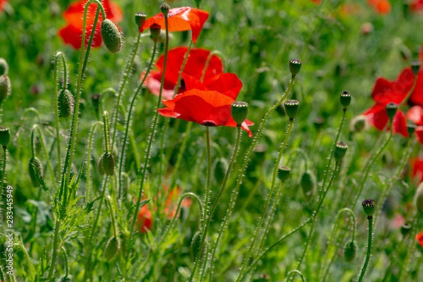 Obraz Red flower Papaver on green background in sunny day