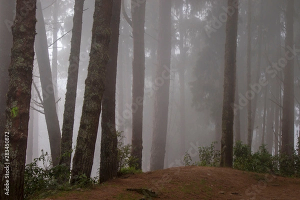 Obraz Bosque de niebla